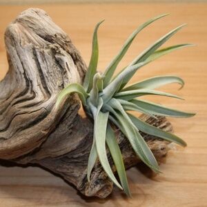 Airplant on large driftwood